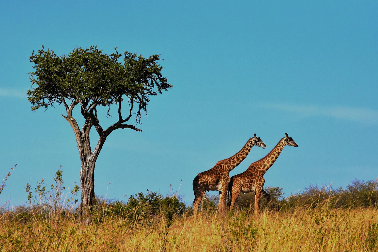 4 Days Tanzania Budget Safari